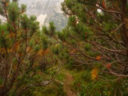 2013-09-08_6Falkenh-Steinfalk (284).JPG